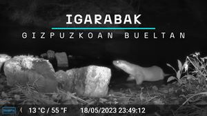 Igarabak Gipuzkoako ibaietan bueltan dira