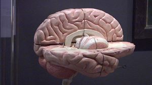 Modelos de envejecimiento del cerebro. Organoides para estudiar el Parkinson. Un semiconductor muy veloz