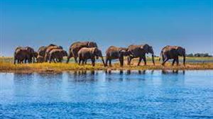 Safari en Botswana. Castilla Termal. Punta Cana