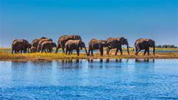 Safari en Botswana. Castilla Termal. Punta Cana