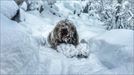 Las primeras nevadas cubren de blanco los puntos más altos de Euskal Herria