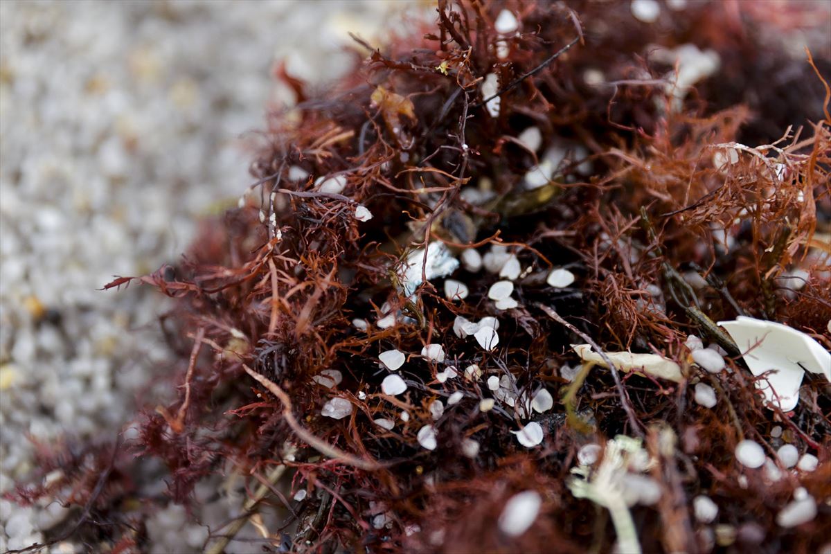 Pellets entre las algas en una playa de Galicia. Foto: EFE