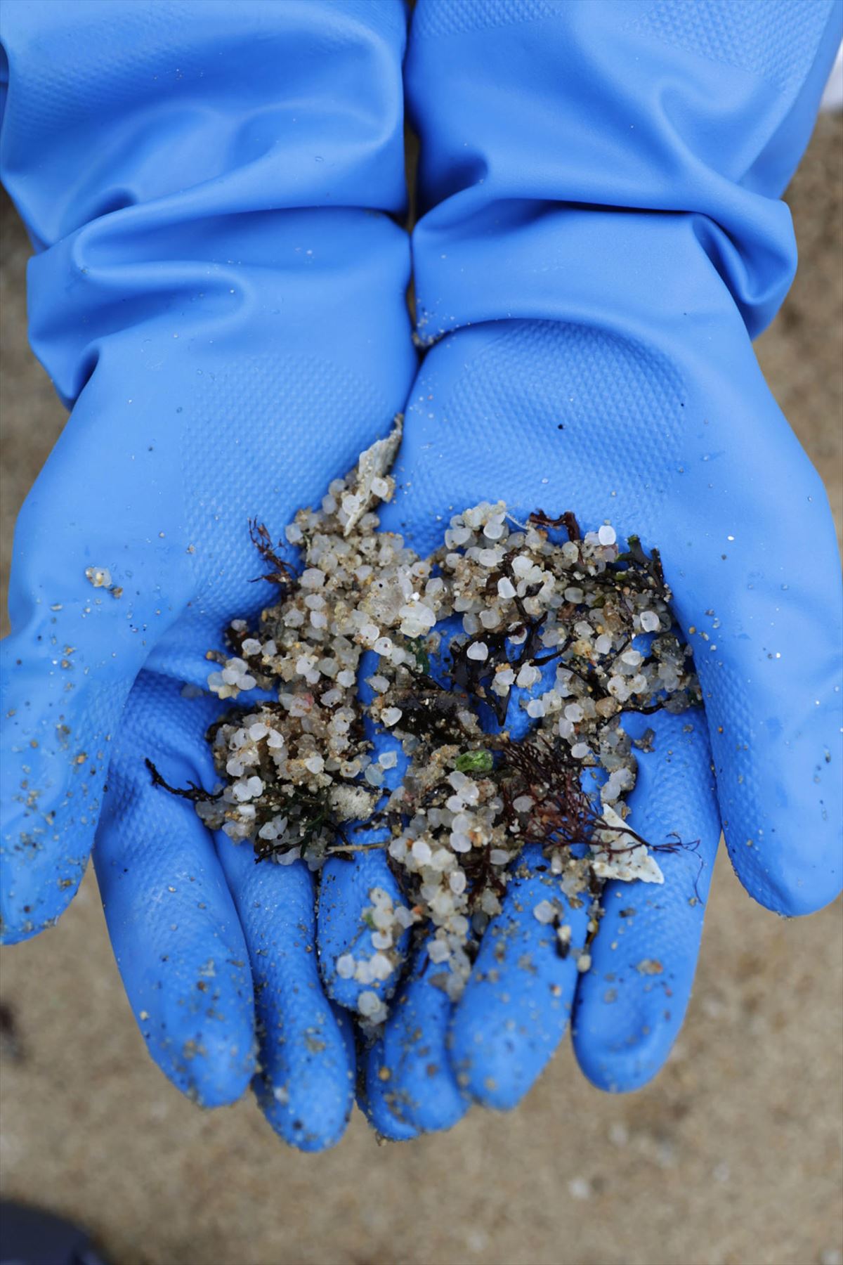 Manos de una voluntaria con pellets de plástico en la playa coruñesa de O Portiño. Foto: EFE
