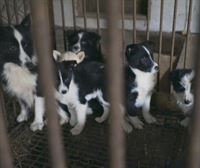 Corea del Sur aprueba prohibir el consumo de carne de perro para 2027