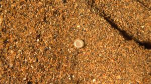 Plastikozko bolatxoak agertu dira Arena hondartzan