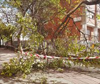 Caída de árboles en carretera o cancelaciones y retrasos de vuelos, consecuencias del viento en Euskadi