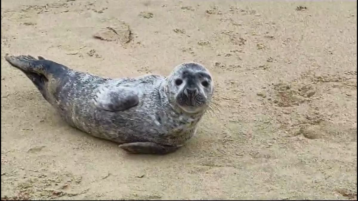 La foca ha aparecido en la playa de Ondarreta. 