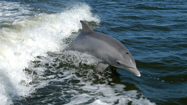 Pingers: Proteger a los delfines