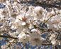 Los almendros de Etxauri comienzan a florecer debido al cálido febrero