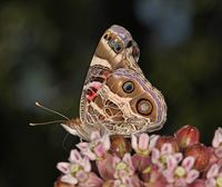 La dama pintada: una mariposa americana en Euskadi 