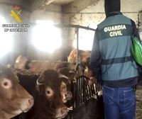 Detenidos tres ganaderos por introducir la enfermedad hemorrágica en la cabaña ganadera del norte peninsular