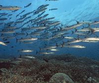 Buceamos en la isla de Cebú para ver su espectacular fondo marino y su gran banco de sardinas