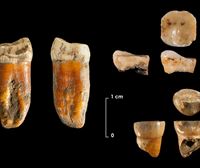 Duela 100.000 urteko neandertalen aztarnak aurkitu dituzte Axlorko aztarnategian