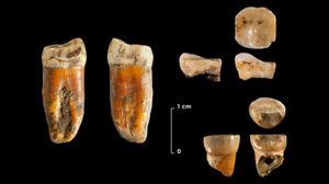 100.000 urteko neandertalak Bizkaian, Zientzia Azoka Noafarroako topaketa eta Eden proiektua 