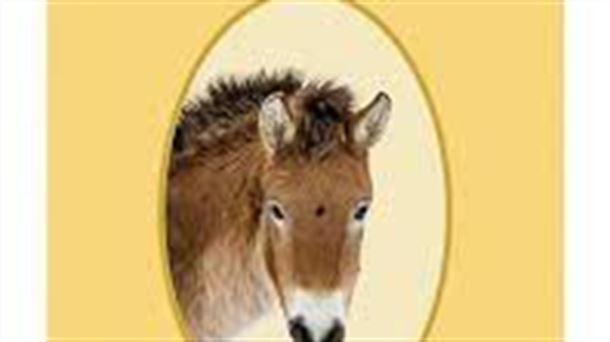 "En busca de los caballos salvajes", otro lanzamiento de la editorial Libros del Jata

