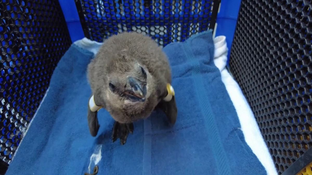 Pingüino africano. Imagen obtenida de un vídeo de Agencias.