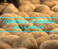 Los productores de patata se enfrentan a la falta de relevo generacional y el exceso de burocracia