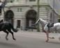 Varios caballos del Ejército siembran el caos en Londres y hieren a cuatro personas