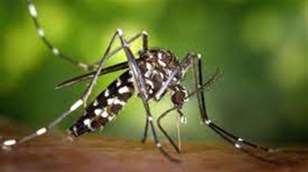 Aedes Albopictus. El Mosquito Tigre.