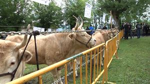 Herri askotan San Isidro eguna ospatzen ari dira gaur, nekazarien zaindaria