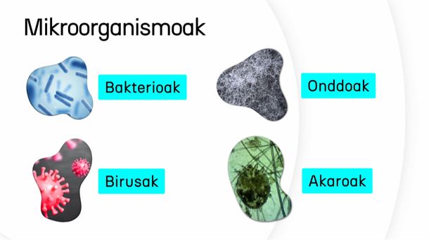 Mikroorganismoetako batzuk. Argazkia: EITB Media.