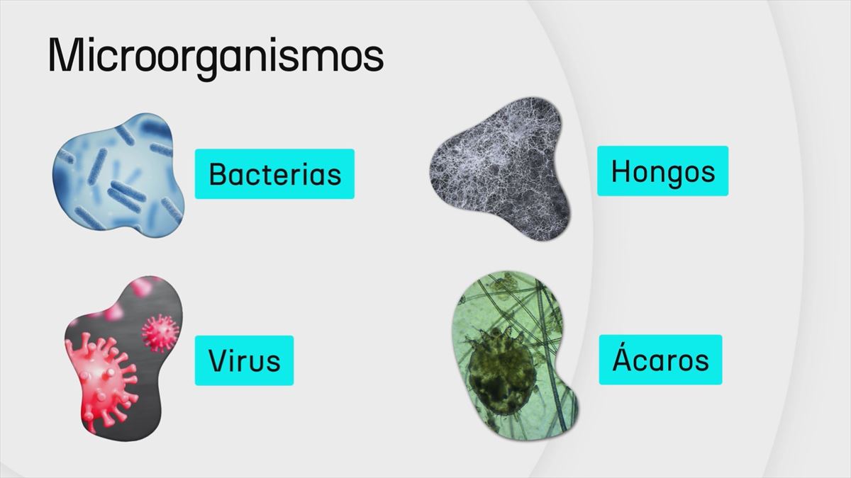 Algunos tipos de microorganismos. Foto: EITB Media.