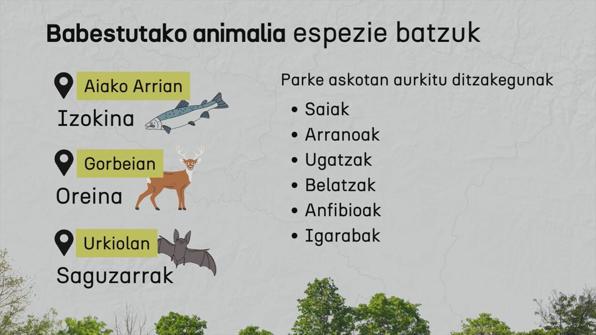 Euskal Herriko parkeetan bizi diren animalietako batzuk. Argazkia: EITB Media.