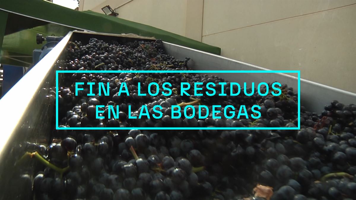 Uvas para producir vino. Imagen obtenida de un vídeo de EITB Media.