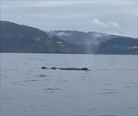 Avistan dos ballenas de la especie Yubarta saltando frente a Santurtzi