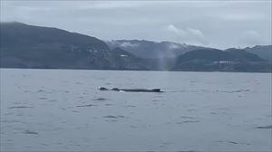 Yubarta espezieko bi balea grabatu dituzte Santurtzi parean, saltoka
