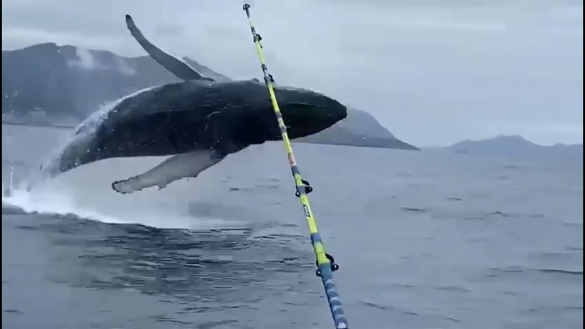 Salto de una de las ballenas (imágenes de on Mikel Cortijo / verballenas.com)
