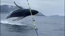 Avistan ballenas de la especie Yubarta frente a Santurtzi