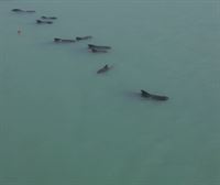 Una veintena de ballenas piloto quedan varadas cerca de una playa en Brasil