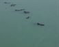 Una veintena de ballenas piloto quedan varadas cerca de una playa en Brasil