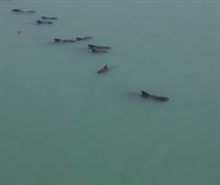 Hogei bat balea pilotuk hondoa jo dute hondartzatik gertu, Brasilgo ipar-ekialdean