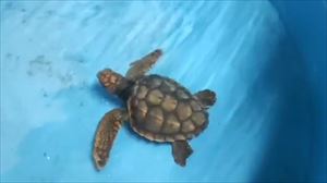 Sorprende la visita de tortugas pequeñas en las costas vascas