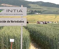 INTIA trabaja para ofrecer las variedades de cereales que mejor se adapten al cambio climático