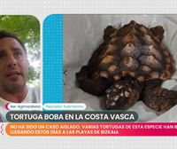 Iker Agirrezabala, pescador: ''Nunca hemos visto tantas tortugas bobas, y tan pequeñas, como este mes''