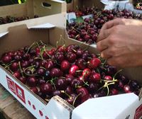 El 9 de junio se celebra el día de la Cereza de Milagro