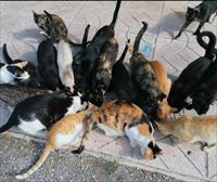 Animalistas denuncian que el Ayuntamiento de Basauri no recoge a los gatos abandonados 