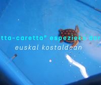 Donostiako Aquariuma: 'Harrituta gaude iritsi zaizkigun caretta caretta espezieko dortoka kopuruarekin'