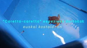 Donostiako Aquariuma: 'Harrituta gaude iritsi zaizkigun caretta caretta espezieko dortoka kopuruarekin'