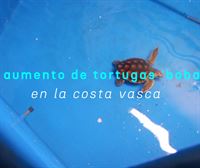 Aquarium de Donostia: 'Estamos sorprendidos por la cantidad de tortugas 'bobas' que nos han llegado'