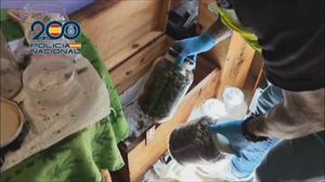 Desarticulada una organización criminal dedicada al tráfico de drogas en Álava y Aragón