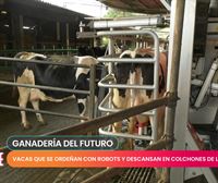 Ganadería del futuro: vacas que descansan sobre colchones de látex y que se ordeñan con robots