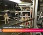 Ganadería del futuro: vacas que descansan sobre colchones de látex y que se ordeñan con robots