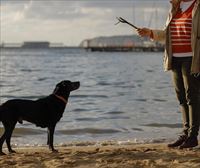 Cuidar perros, uno de los trabajos del verano