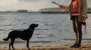 Cuidar perros, uno de los trabajos del verano