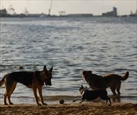 Cuidados específicos para perros en temporadas de calor