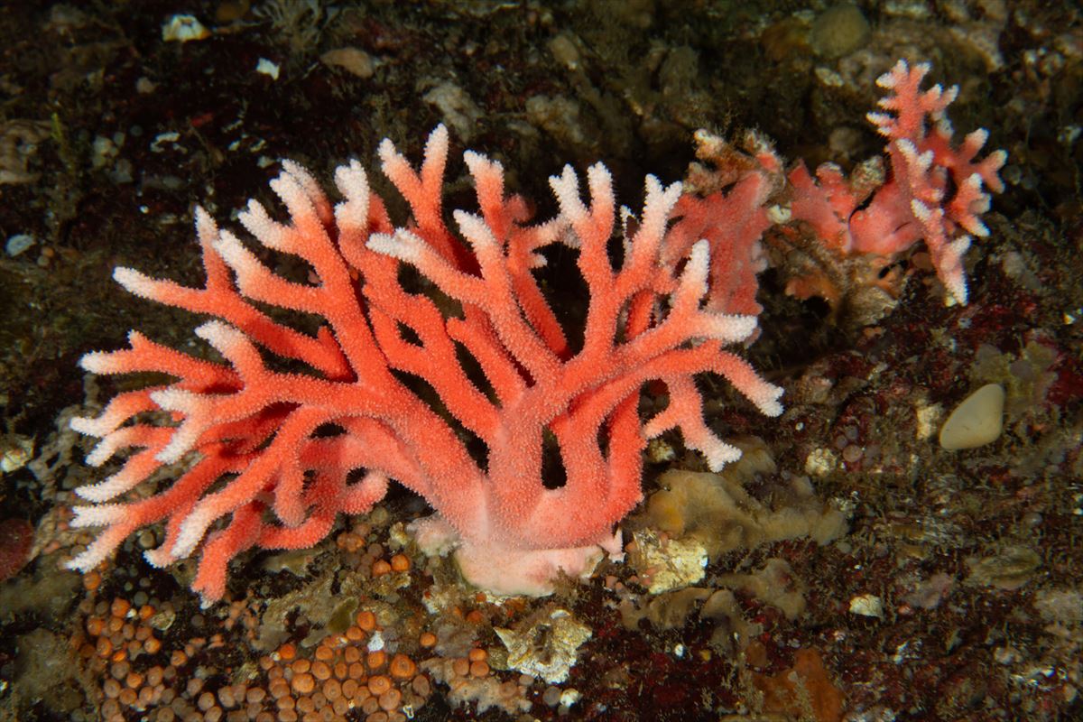 La ley busca reparar ecosistemas degradados. En la imagen, un coral de Chile. Foto: EFE